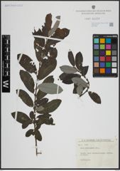 Foto von Salix atrocinerea Brot.
